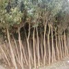 供应大叶女贞树
