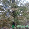 供应中山杉|中山杉价格