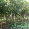 白蜡小苗|白蜡价格