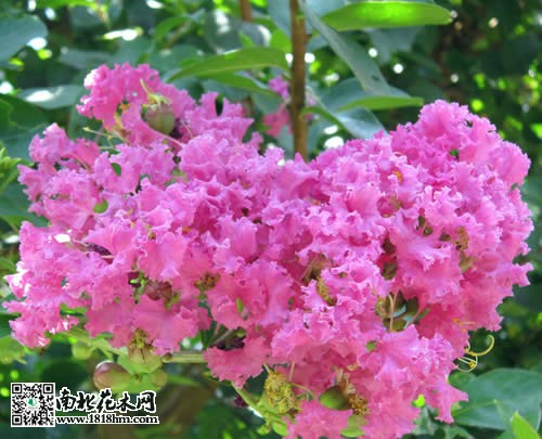 紫薇的种类4