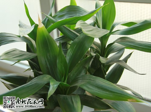 富贵竹养护方法技巧