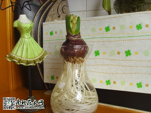家养花卉推荐风信子