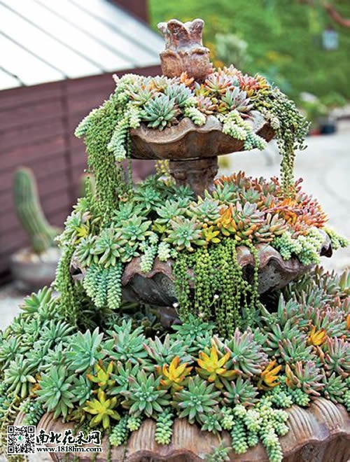 多肉植物花园3