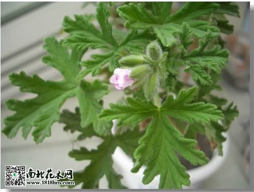 驱蚊草的作用及养殖方法
