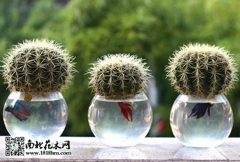仙人球水培技术