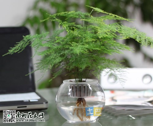 文竹水培技术