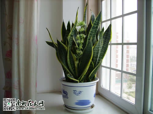 金边虎皮兰