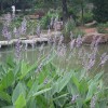 再力花供应
