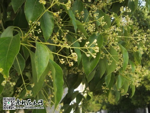香樟树图2
