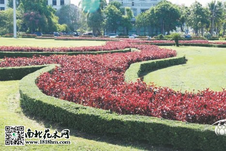 绿化带2