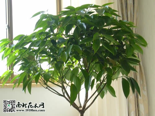 平安树病虫害防治