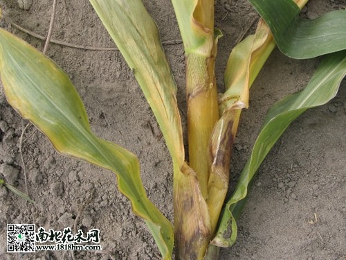 茎腐病的症状