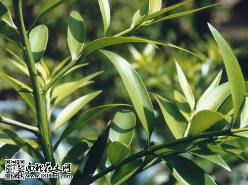 竹柏养护知识