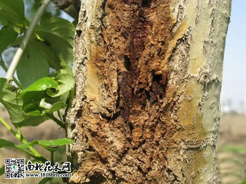 杨树溃疡病的防治