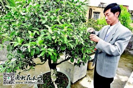 桂花树繁殖