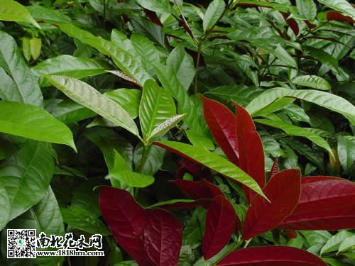 红背桂花