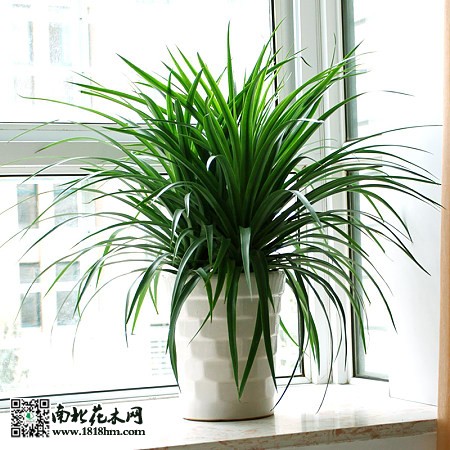 龙铁