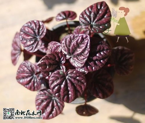皱叶椒草2