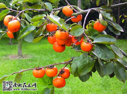 柿子树