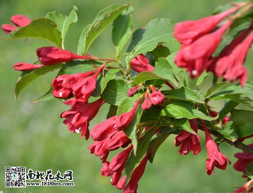 红王子锦带花