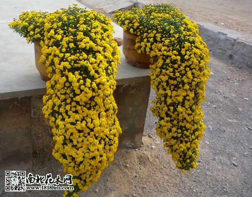 悬崖菊