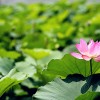 荷花供应