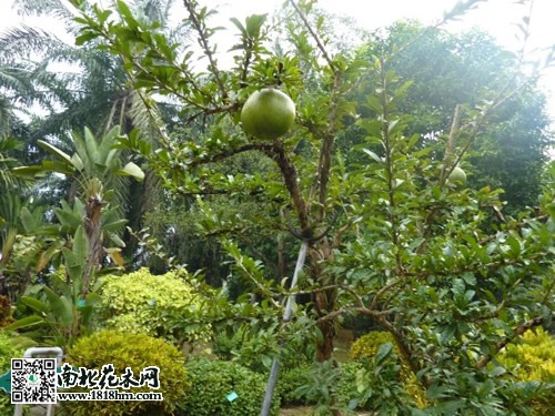 炸弹树