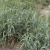 供应水生花叶芦竹|花叶芦竹供应