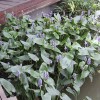 批发水生花卉 再力花苗 水生植物 易管理 水体绿化 能越冬