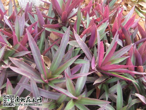 紫背万年青