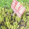 石菖蒲|石菖蒲价格