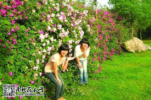 藤蔓月季摄影