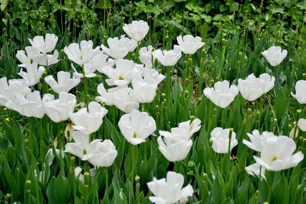 白色郁金香花语
