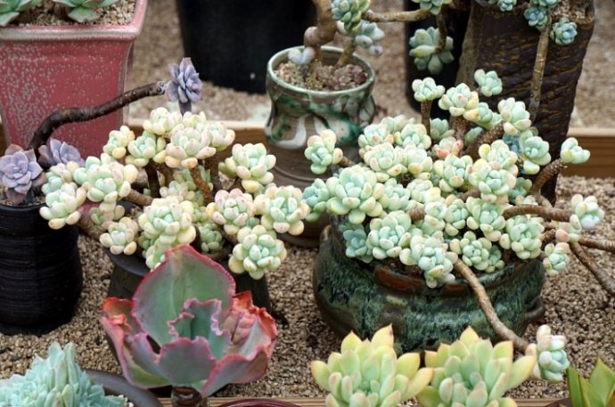韩国多肉植物