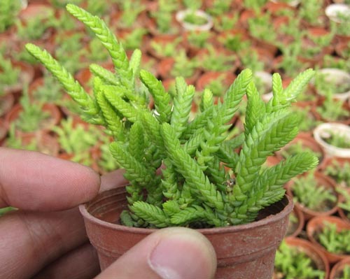 多肉植物若绿图片