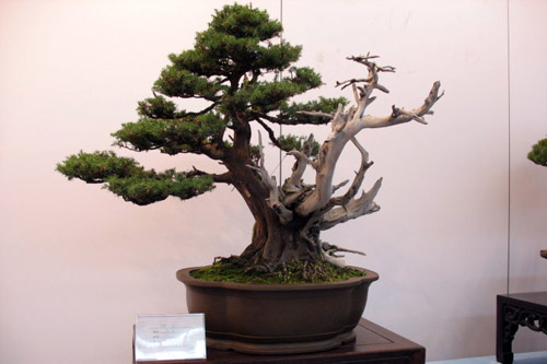 苏派盆景图片欣赏