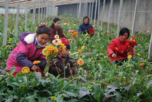 鲜切花