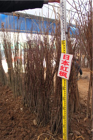 日本红枫