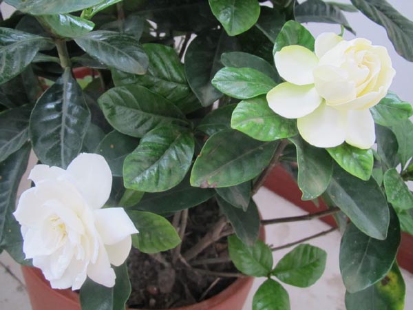 栀子花怎么养