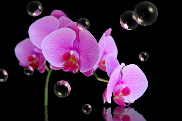 蝴蝶兰花语