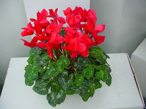 仙客来花语