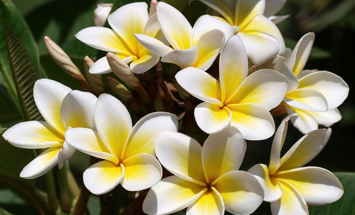 鸡蛋花