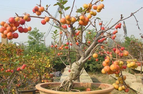 果树盆景图片
