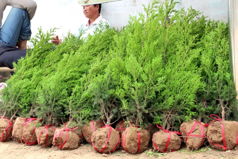 2015年沭阳塔柏价格最低