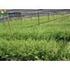 供应高度1米檫木小苗·地径1公分檫木·直销1年檫木小苗