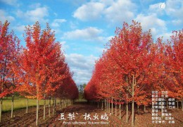 大型标准化种植苗圃——俄乐岗苗圃（沭阳）