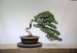 【盆景产业】扬子晚报：沭阳盆景品牌亮了！