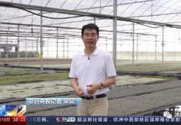 【多肉产业】央视《新闻直播间》点赞沭阳多肉产业