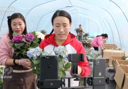 《焦点访谈》聚焦沭阳花木产业
