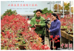 江苏沭阳：为花木农户建立“诚信档案”